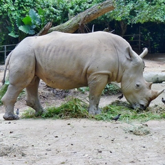Ceratotherium simum