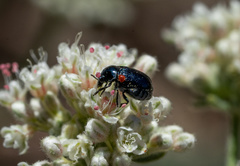 Saxinis saucia