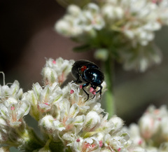 Saxinis saucia