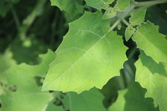 Physalis nicandroides