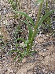 Penstemon strictus