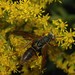 Polistes fuscatus pallipes - Photo (c) Jason M Crockwell, some rights reserved (CC BY-NC-ND), uploaded by Jason M Crockwell