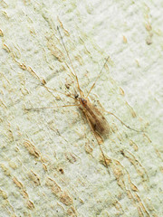 Teucholabis complexa