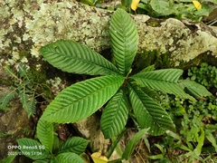 Tetracera