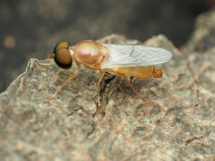 Cephalochrysa canadensis