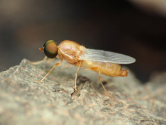 Cephalochrysa canadensis