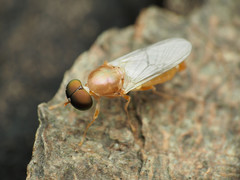 Cephalochrysa canadensis