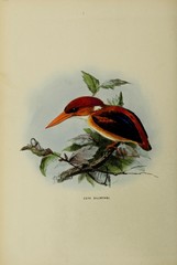Buru Dwarf-Kingfisher photo 2
