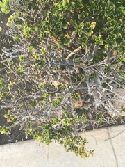 Buxus microphylla
