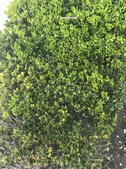 Buxus microphylla