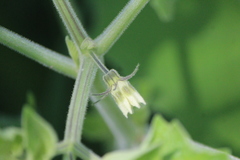Physalis nicandroides