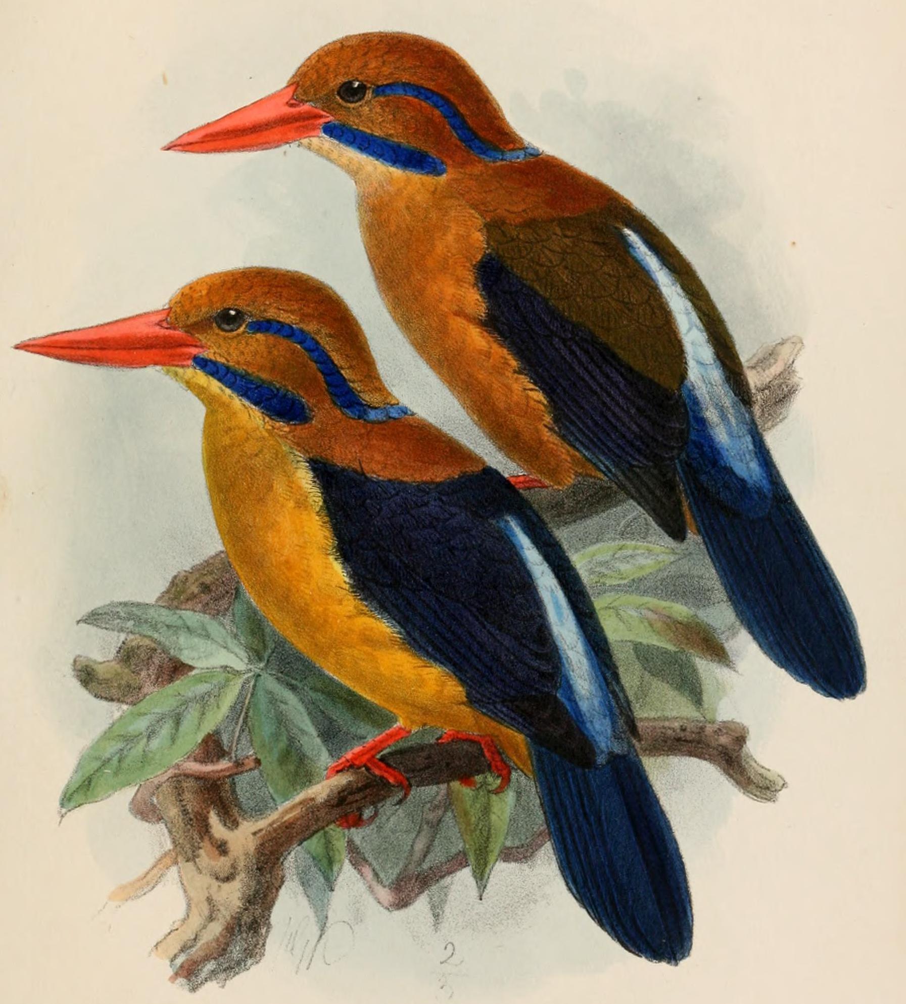 Moustached Kingfisher illustration