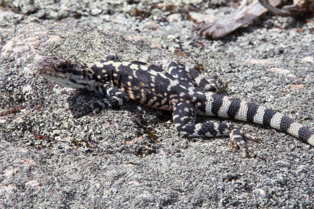 Ornate Crevice-Dragon