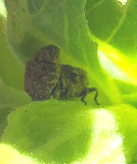 Acanthoscelidius acephalus