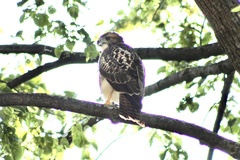 Buteo jamaicensis