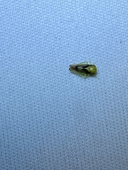 Pediopsoides distinctus