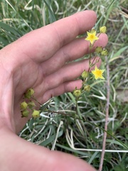 Potentilla gracilis elmeri