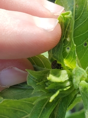 Acanthoscelidius acephalus