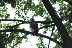 Buteo jamaicensis