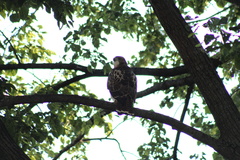 Buteo jamaicensis