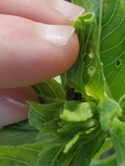 Acanthoscelidius acephalus