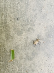 Myllocerus undecimpustulatus