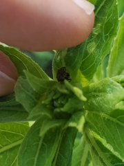 Acanthoscelidius acephalus