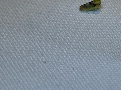 Pediopsoides distinctus