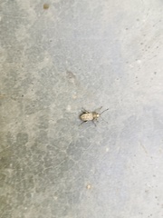 Myllocerus undecimpustulatus