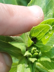 Acanthoscelidius acephalus