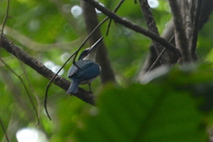 Talaud Kingfisher photo 2
