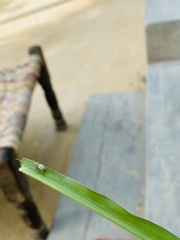 Myllocerus undecimpustulatus