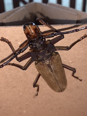 Orthomegas pehlkei