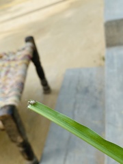 Myllocerus undecimpustulatus