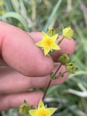 Potentilla gracilis elmeri