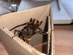 Orthomegas pehlkei