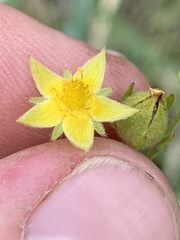 Potentilla gracilis elmeri