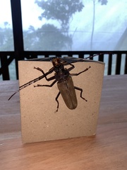 Orthomegas pehlkei