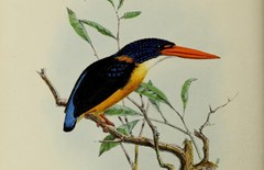 Sula Dwarf-Kingfisher photo 2