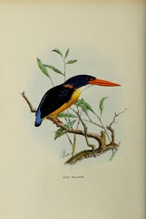 Sula Dwarf-Kingfisher photo 3