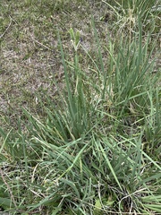 Iris missouriensis