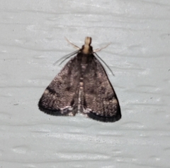 Loxostegopsis merrickalis