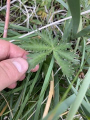 Potentilla gracilis elmeri