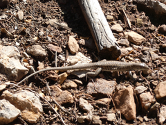 Aspidoscelis exsanguis