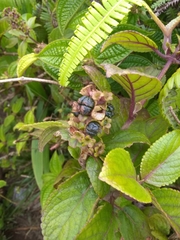 Phyllostegia grandiflora