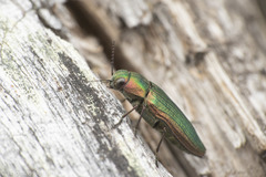 Buprestis intricata
