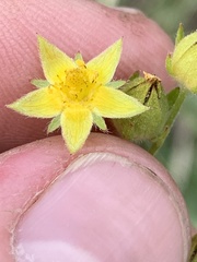 Potentilla gracilis elmeri