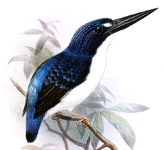 Makira Dwarf-Kingfisher photo 3