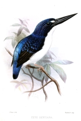 Makira Dwarf-Kingfisher photo 4