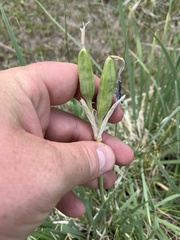 Iris missouriensis